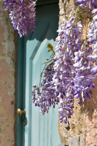 Close-up of purple flower hanging on plant outside house