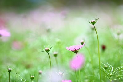 Close-up of cosmos flowers blooming outdoors