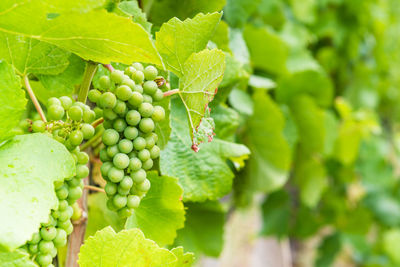 Close-up of grapes growing in vineyard