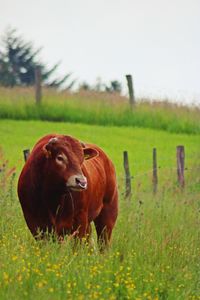 Cow on field