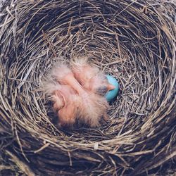 High angle view of bird in nest