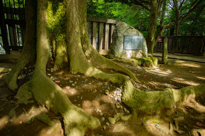 Stream flowing through a forest