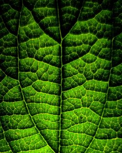 Full frame shot of green leaves