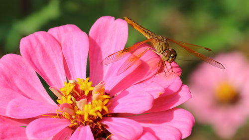 Close-up of insect on pink flower