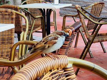 Bird perching on metal chair