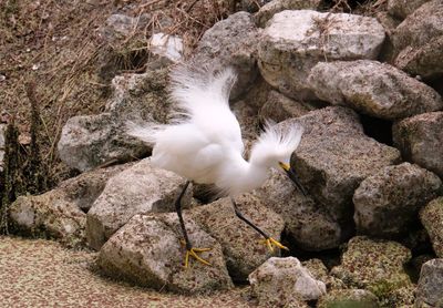 High angle view of bird on rock