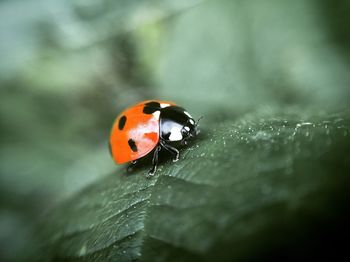 Close-up of ladybug on leaf