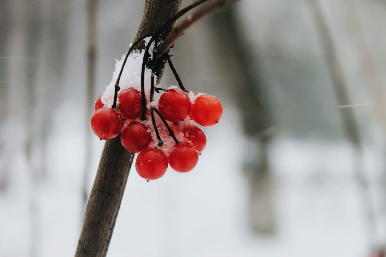 CLOSE-UP OF RED BERRIES