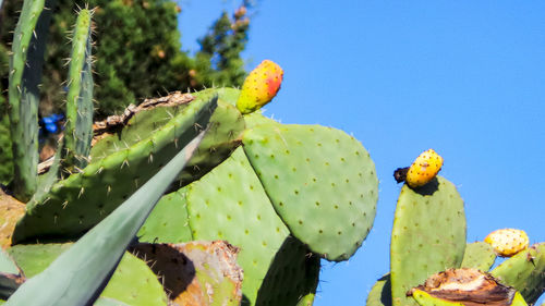 Low angle view of cactus growing against blue sky