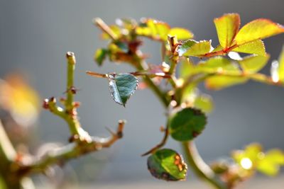 Close-up of plant