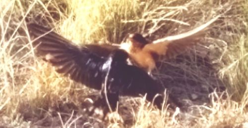 Close-up of cat on field at night