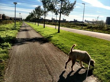 Road in grassy field