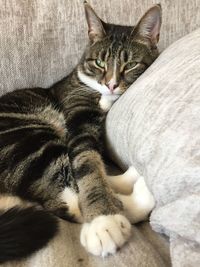 Close-up of cat resting