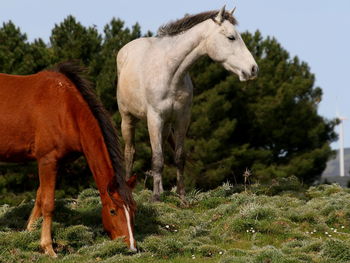 Horses on field against trees