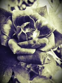 Close-up of flowers against blurred background