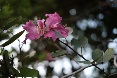 Close-up of pink flowers blooming outdoors