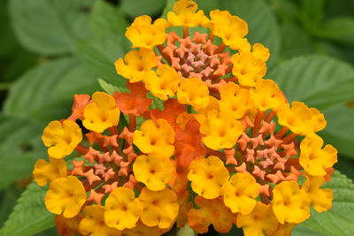 Close-up of yellow flowers blooming outdoors