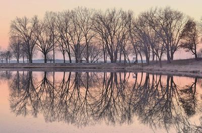 Bare trees in lake during winter