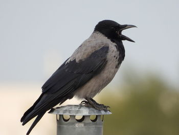 Close-up of bird perching on wooden post