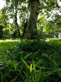 Trees and grass