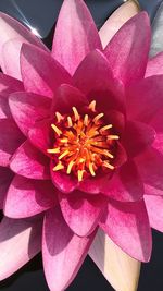 Close-up of pink flowers