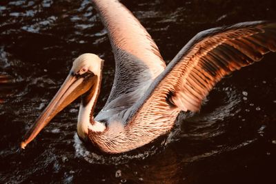 Close-up of pelican