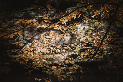 Close-up of autumn leaves on tree