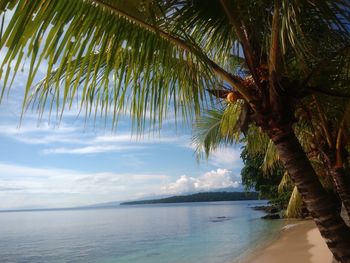 Palm tree by sea against sky