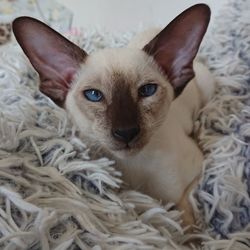 Close-up portrait of a cat