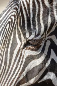 Close-up image of a grevy's zebra