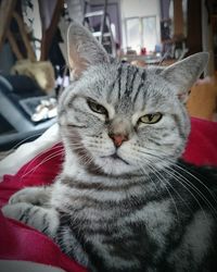 Close-up portrait of cat at home