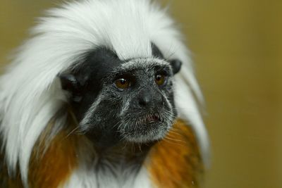 Close-up portrait of a monkey