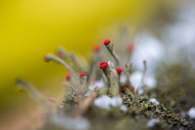 Close-up of flowers against blurred background