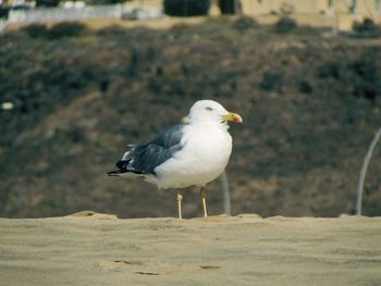 Close-up of seagull perching on land