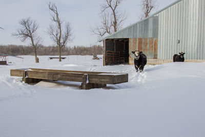 Bare trees and cows on snow covered landscape against sky