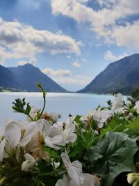 Close-up of white flowering plants by mountains against sky