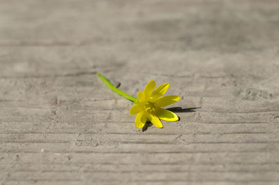 Close-up of yellow flower on table