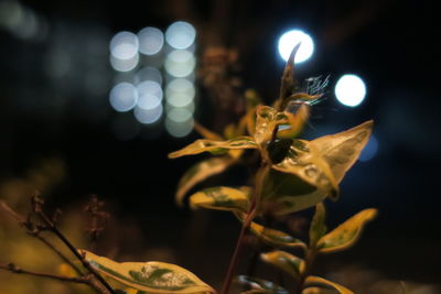 Close-up of insect at night