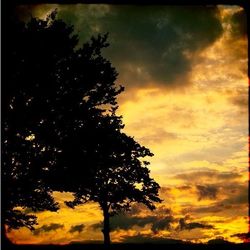 Low angle view of trees at sunset