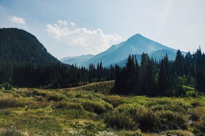 Scenic view of forest and mountains against sky