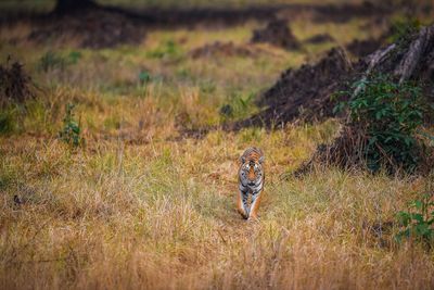 Full length of man walking on field