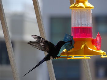 Close-up of bird flying