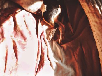 Directly above shot of dog sleeping on bed