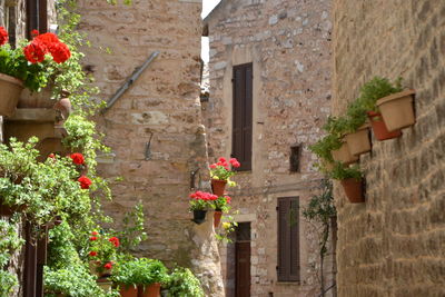 Potted plant against wall of building