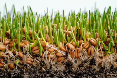 Close-up of plants