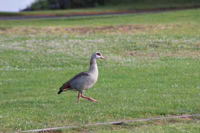 Bird perching on a field