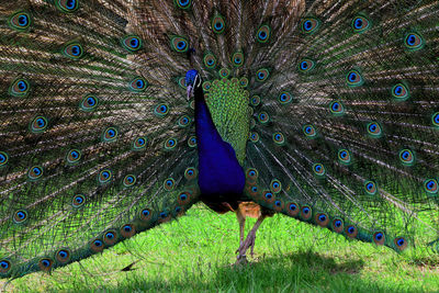 Close-up of peacock