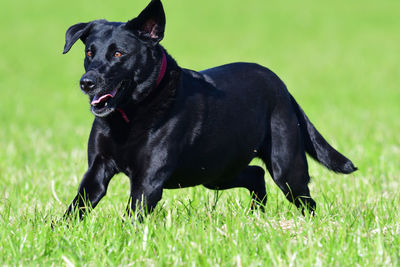 Action shot of a young black labrador retriever running through a field