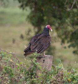 Closeup portrait of turkey vulture cathartes aura sitting on log transpantaneira, pantanal, brazil.