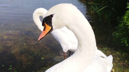 Close-up of swan on lake